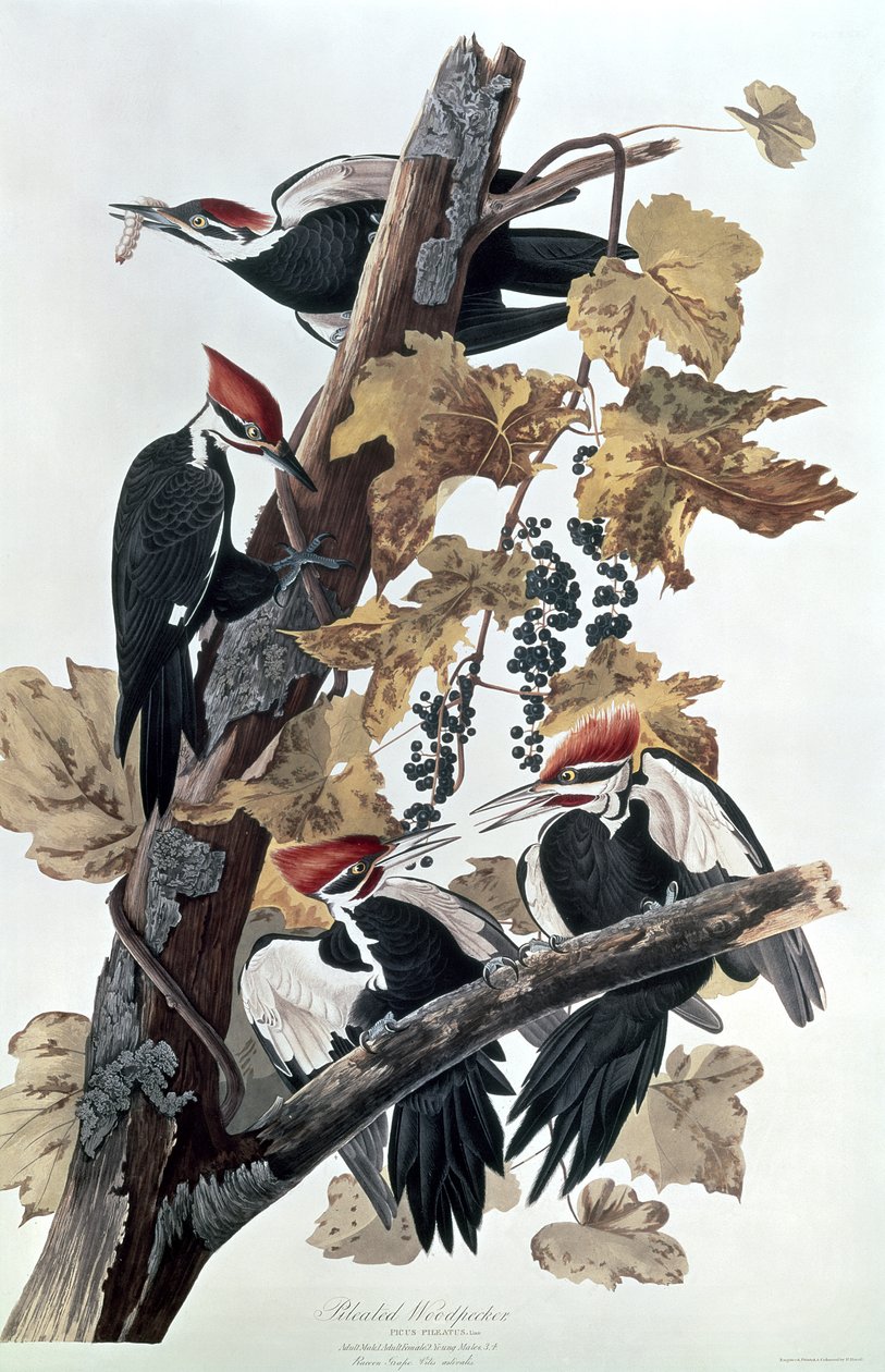 Datel pileated od John James Audubon