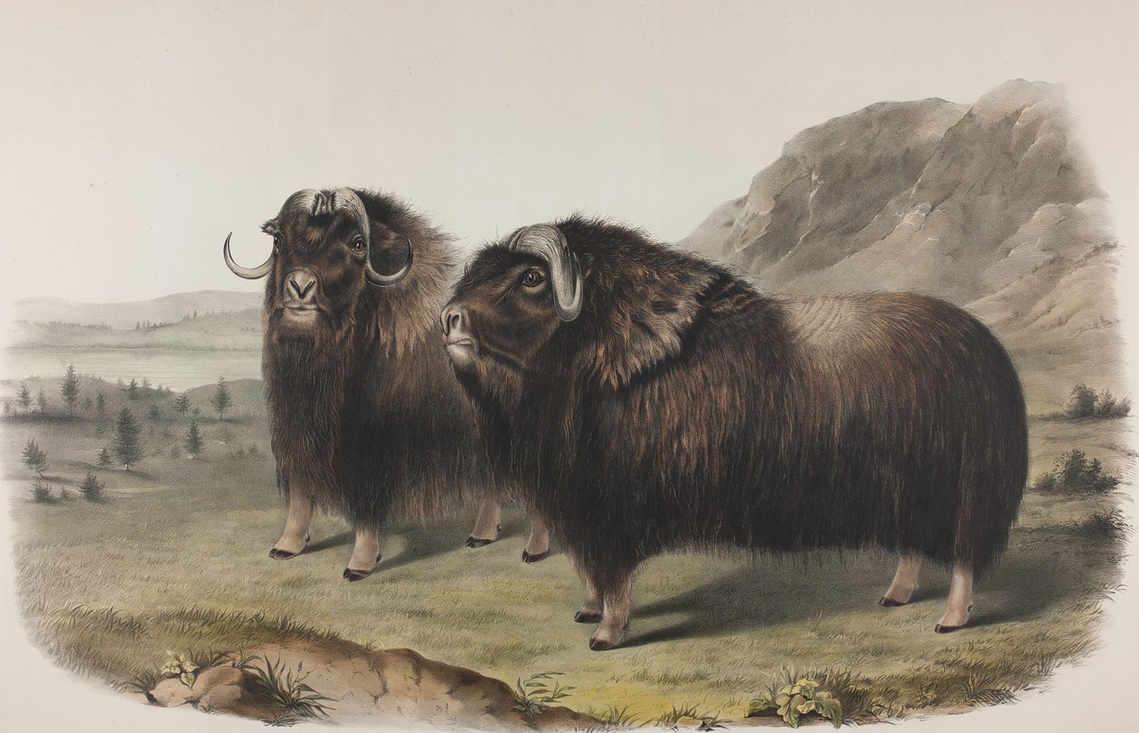 Deska 111. Ovibus Moschatus, Gmel. Pižmoň, 1848 (ručně kolorovaný a barevně tištěný litho na tkaný papír) od John James Audubon