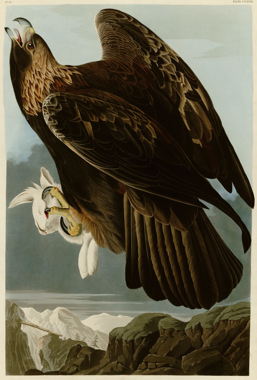 Talíř 181 ptáků Ameriky od Johna Jamese Audubona zobrazující orla skalního od John James Audubon
