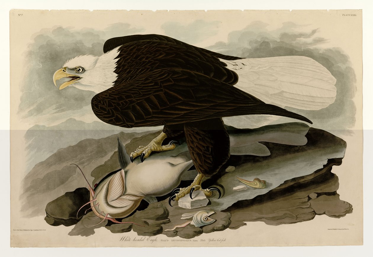 Talíř 31 ptáků Ameriky od Johna Jamese Audubona zobrazující orla bělohlavého od John James Audubon