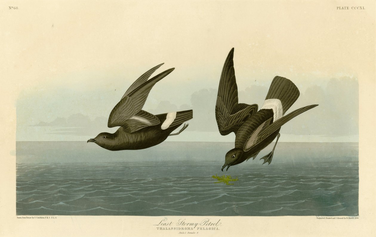 Deska 340 of Birds of America od Johna Jamese Audubona zobrazující nejméně bouřliváka od John James Audubon