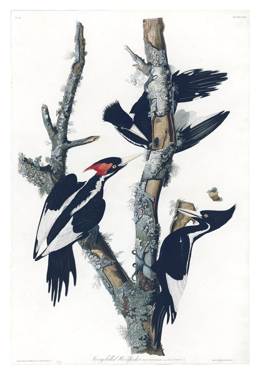 Deska 66 ptáků Ameriky Od Johna Jamese Audubona zobrazujícího datla se slonovinou od John James Audubon