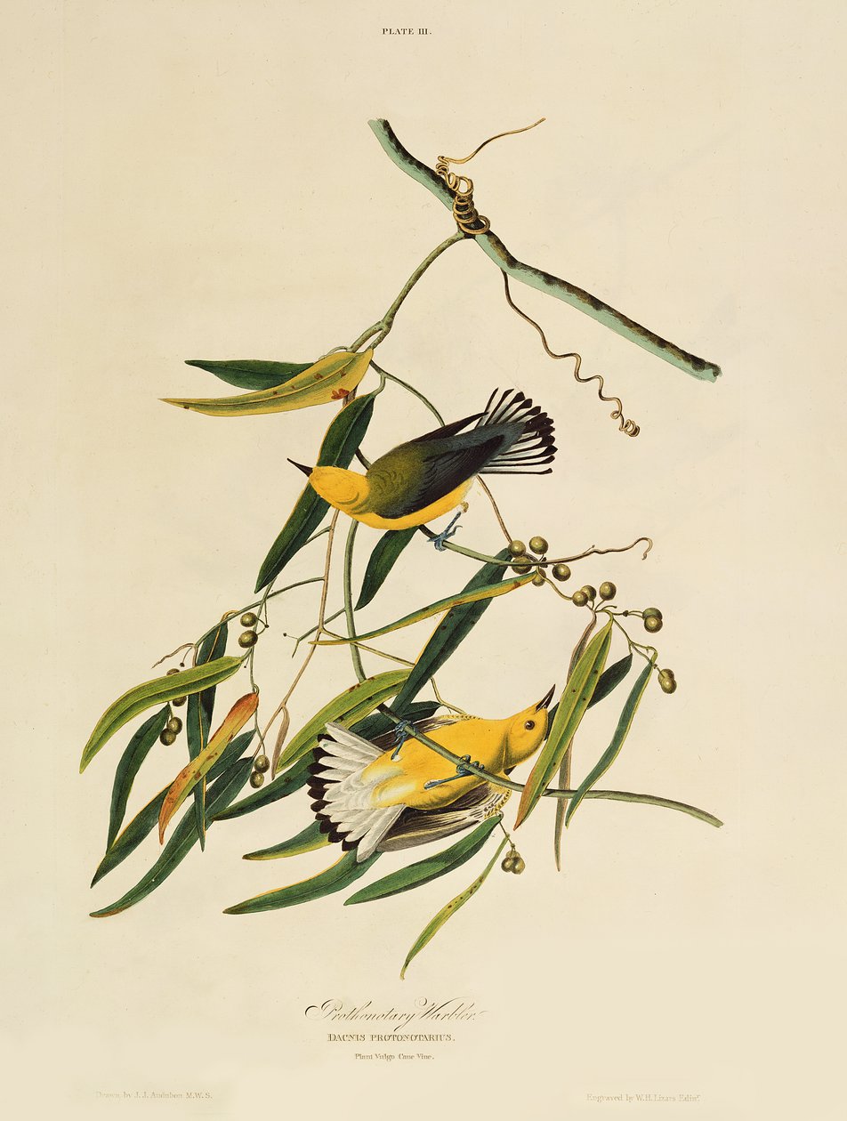 Prothonotary Warbler, z 