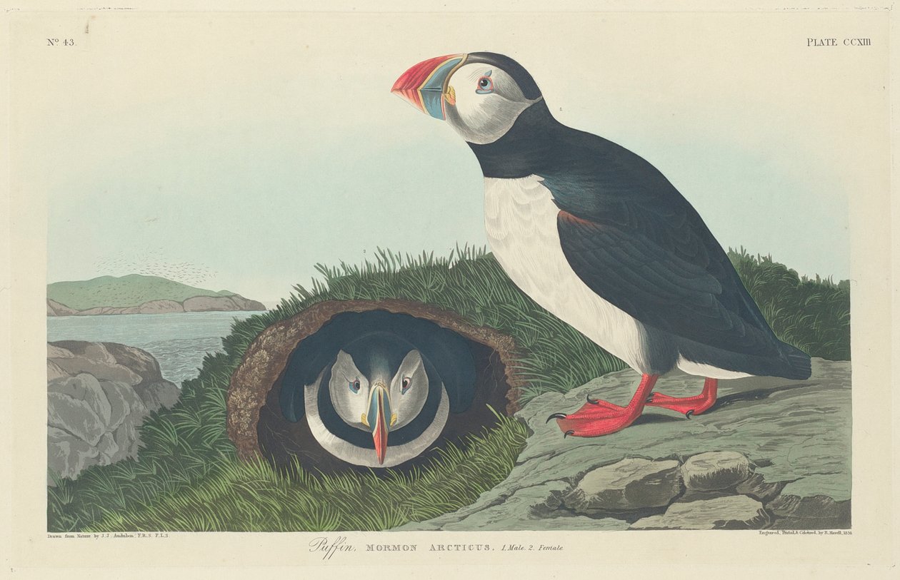 Puffin, 1834 od John James Audubon