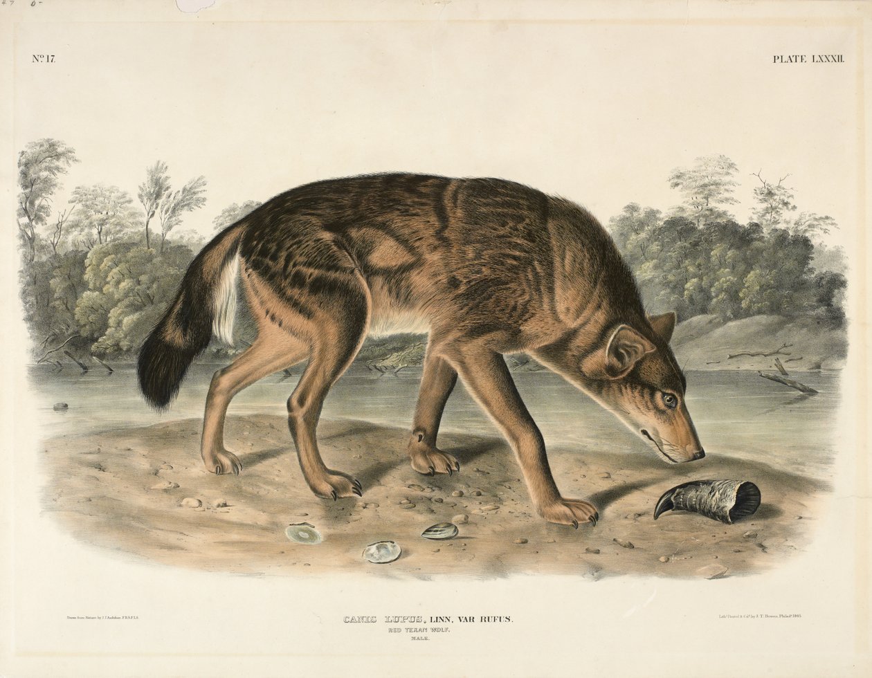Red Texan Wolf (Canis Lupus), 1845 (ručně kolorovaná litografie) od John James Audubon