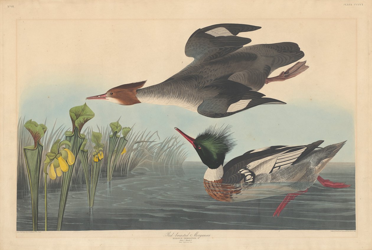 Červenohnědý pěvec, 1838 od John James Audubon