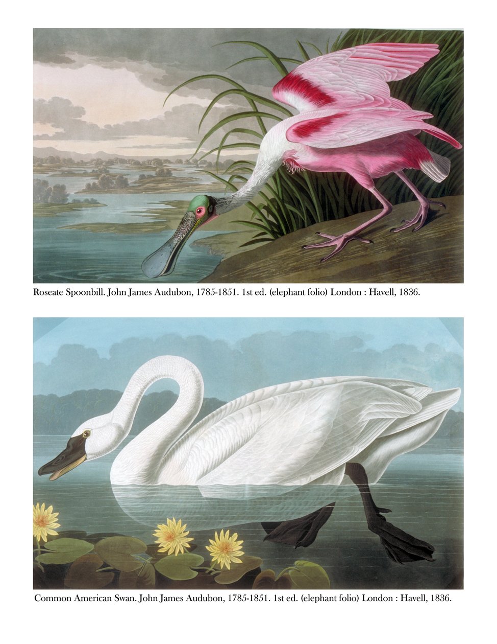 Spoonbill a obyčejná americká labuť, 1836 od John James Audubon