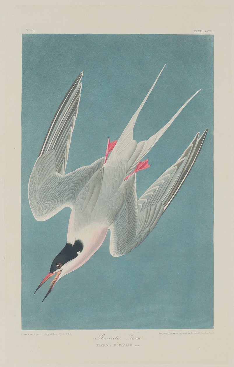 Roseate Tern, 1835 od John James Audubon