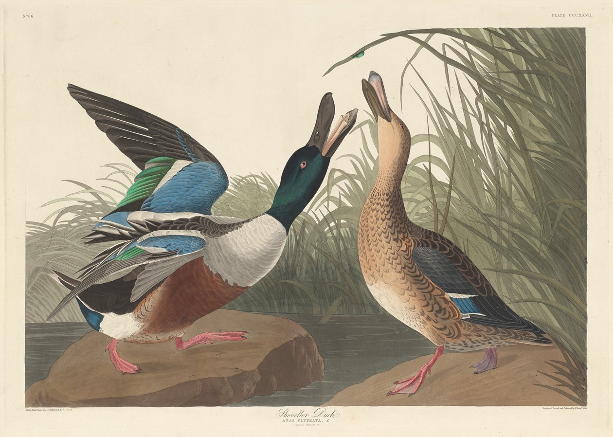 Kachna lopata, 1836 od John James Audubon