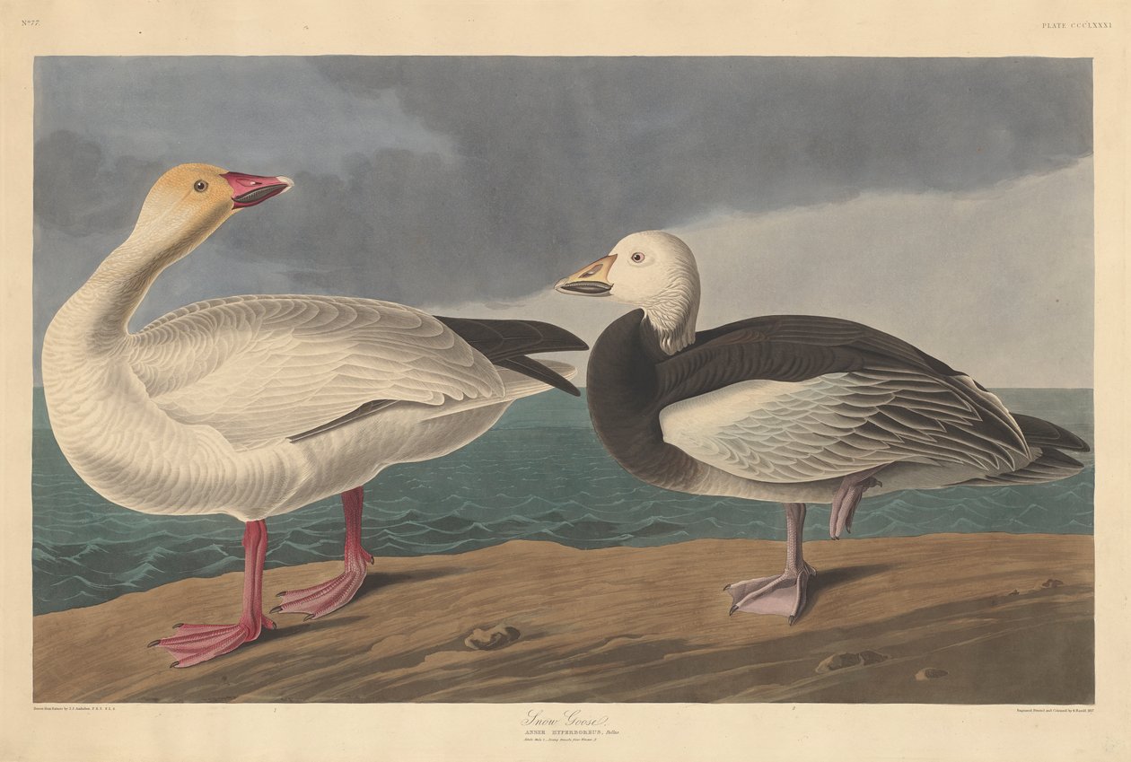Husa sněžná, 1837 od John James Audubon