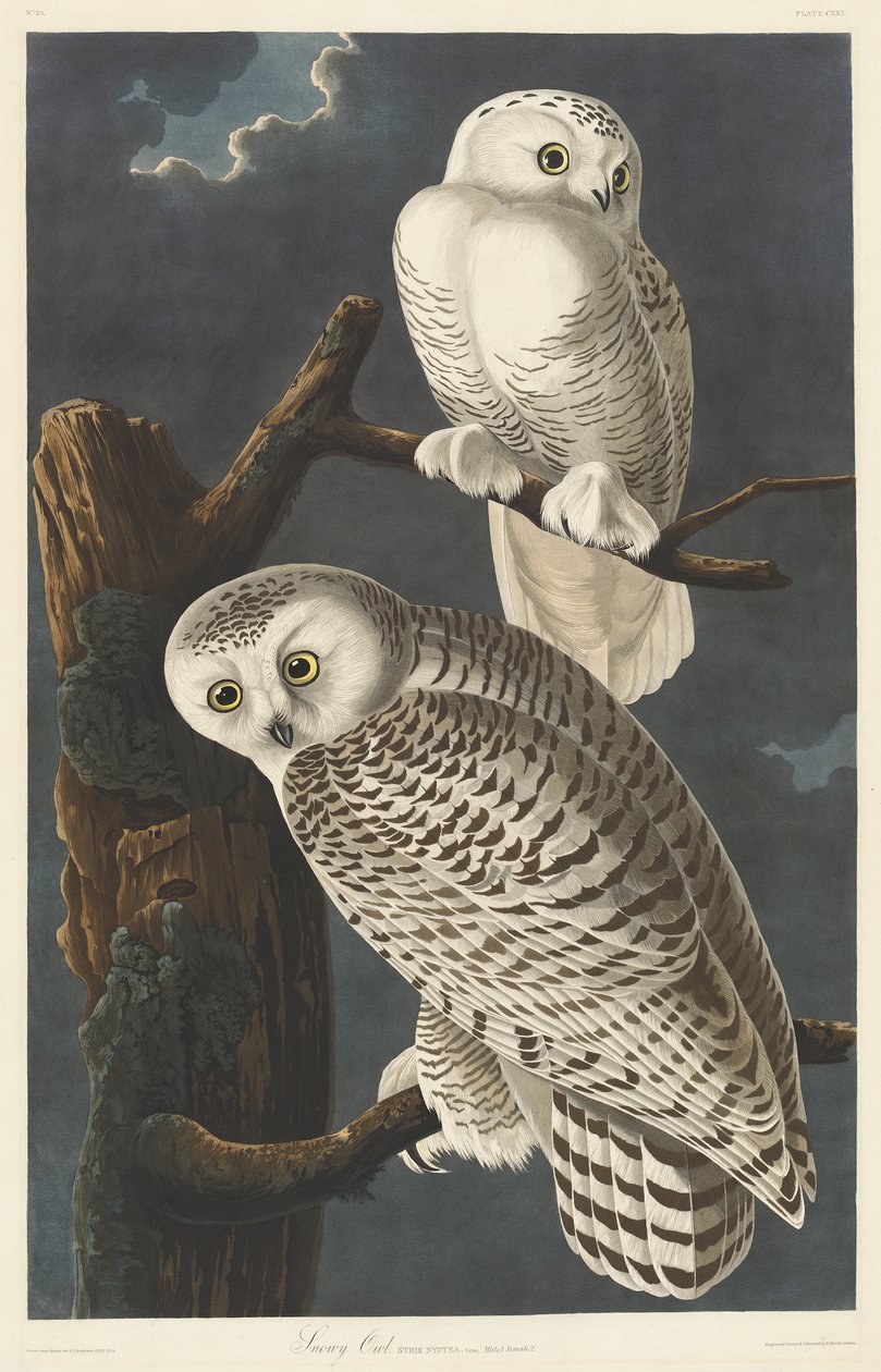 Sova sněžná, 1831 od John James Audubon