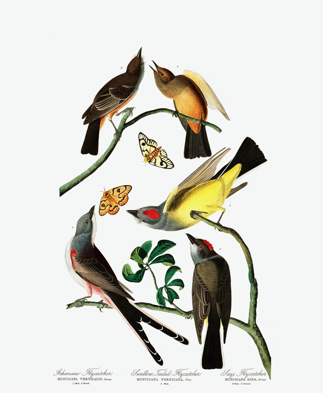 Three Varieties of Flycatcher, z The Birds of America od Johna J. Audubona, hospoda. 1827-38 (ručně kolorovaná rytina) od John James Audubon