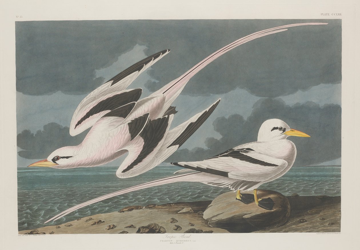 Tropický pták, 1835 od John James Audubon