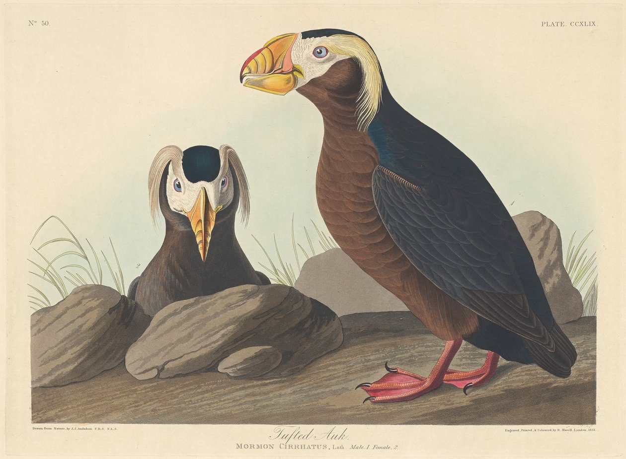Tufted Auk, 1835 od John James Audubon