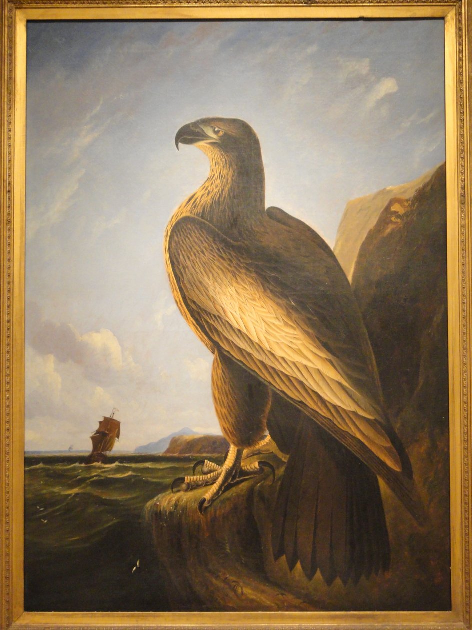 Orel mořský ve Washingtonu od John James Audubon