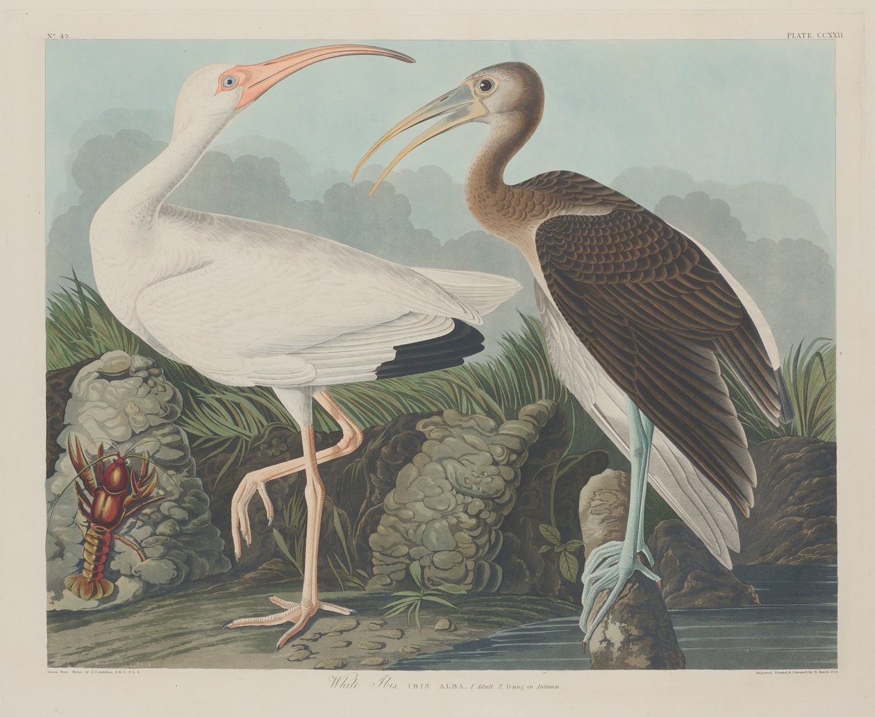 Ibis bílý, 1834 od John James Audubon
