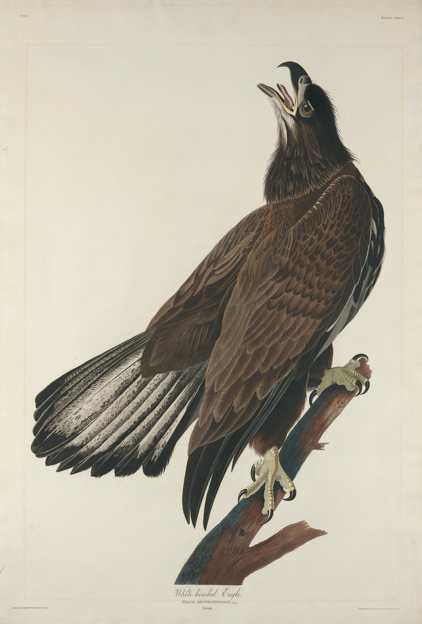 Orel bělohlavý, 1832 od John James Audubon
