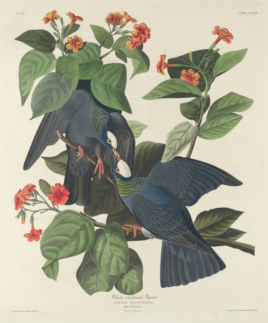 Holub bělokorunový, 1833 od John James Audubon