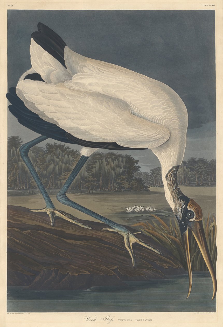 Wood Ibis, 1834 od John James Audubon