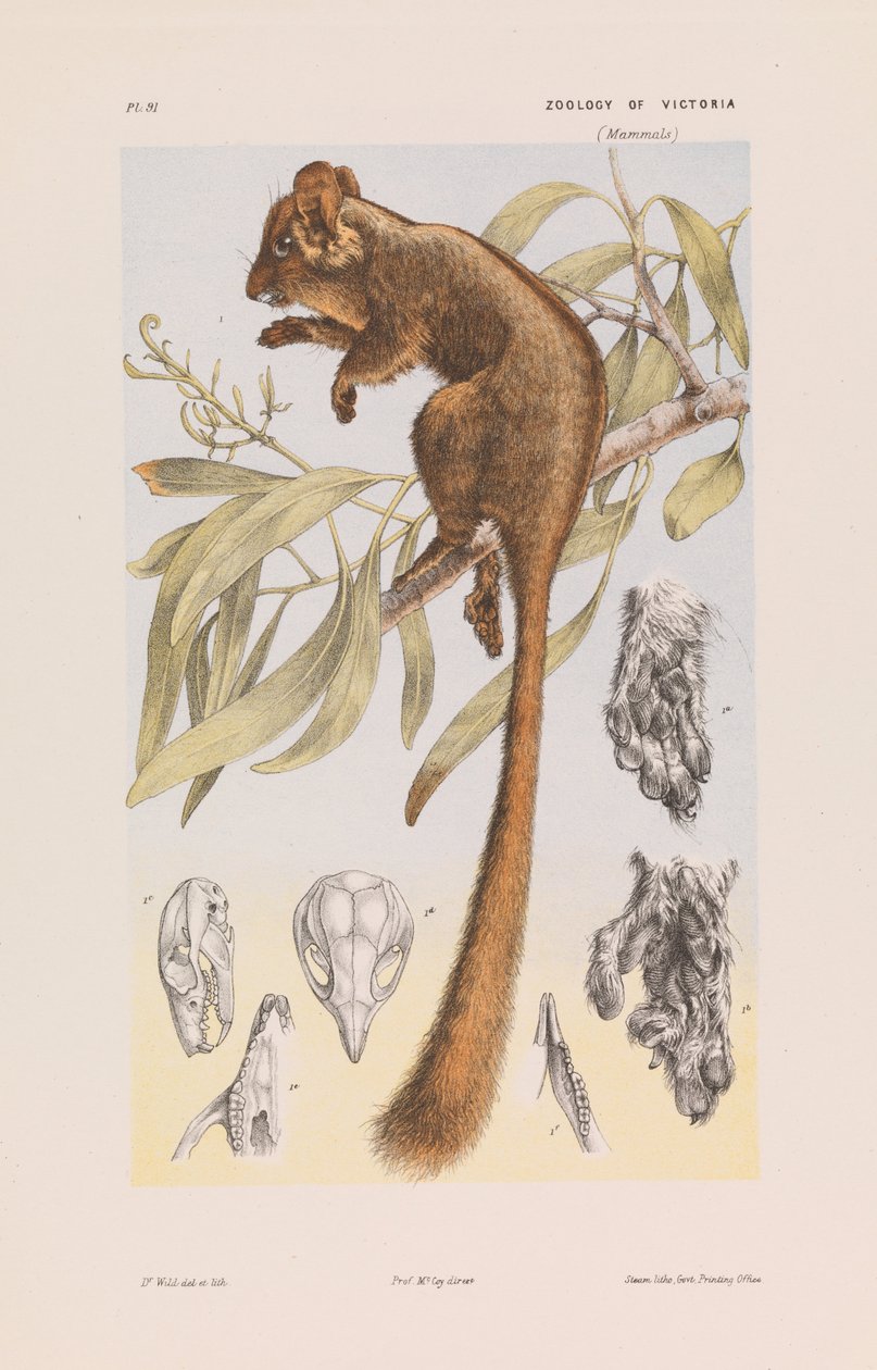 Leadbeaters Possum, Gymnobelideus leadbeateri od John James Wild