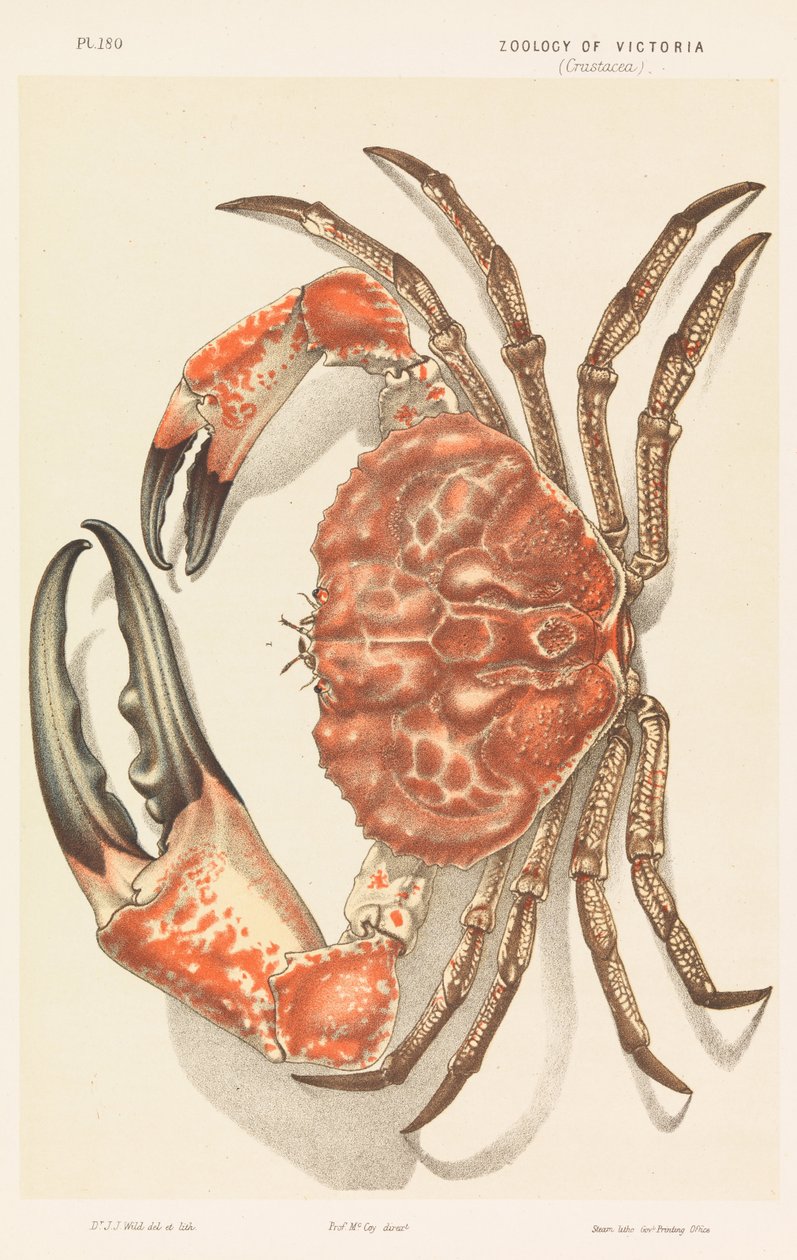 Krab tasmánský, Pseudocarcinus gigas od John James Wild