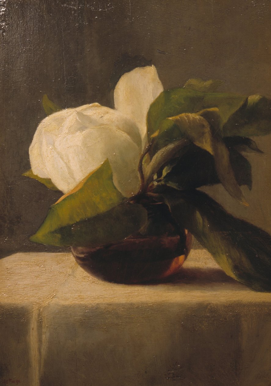 Magnólie od John La Farge or Lafarge