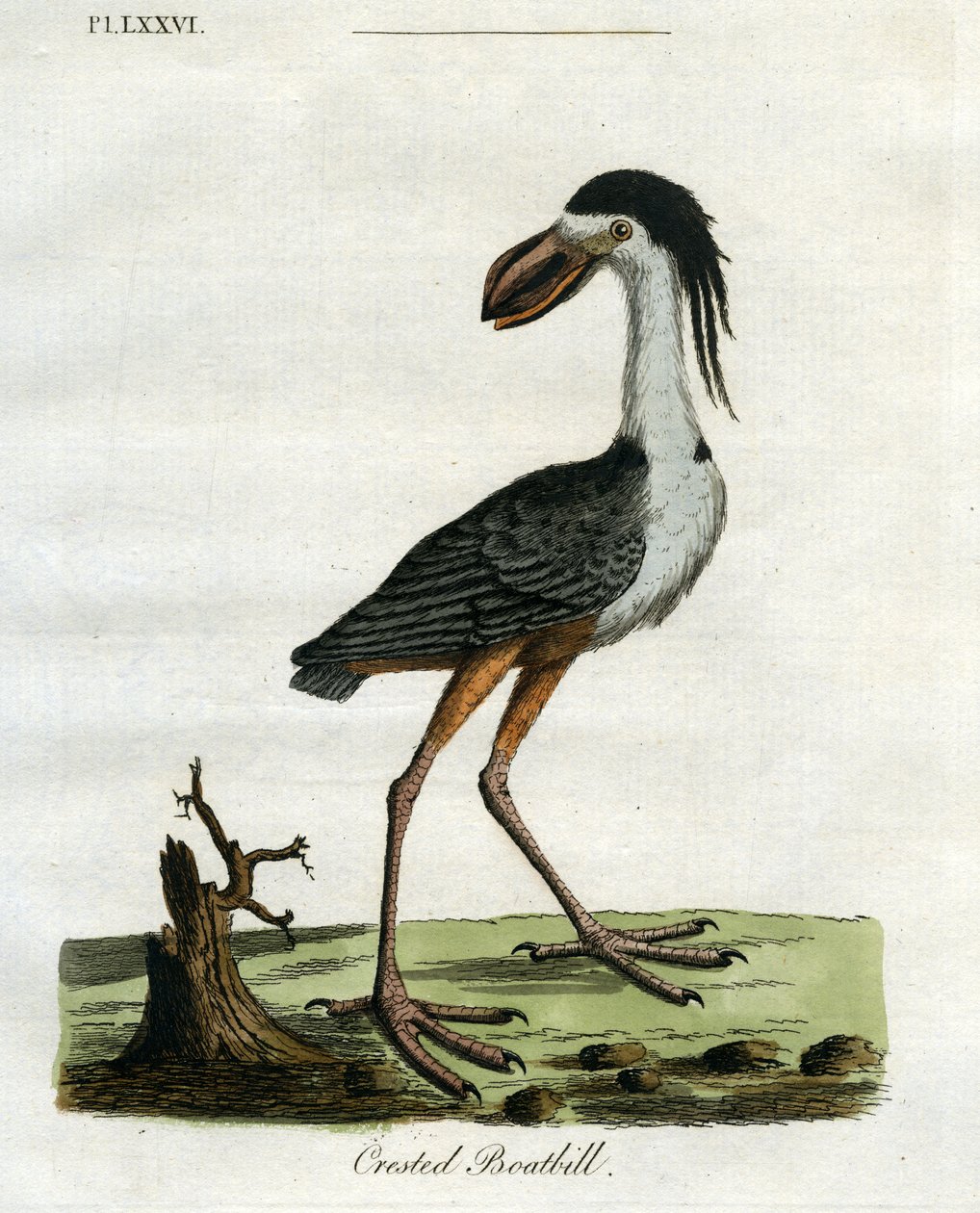 Crested Boatbill, 1781-5 (ručně kolorovaná rytina) od John Latham