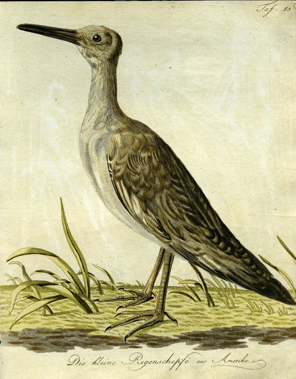 Small American Snipe, 1793 (ručně kolorovaná rytina) od John Latham