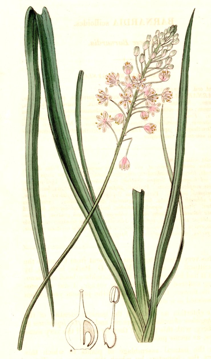 Barnardia japonica od John Lindley