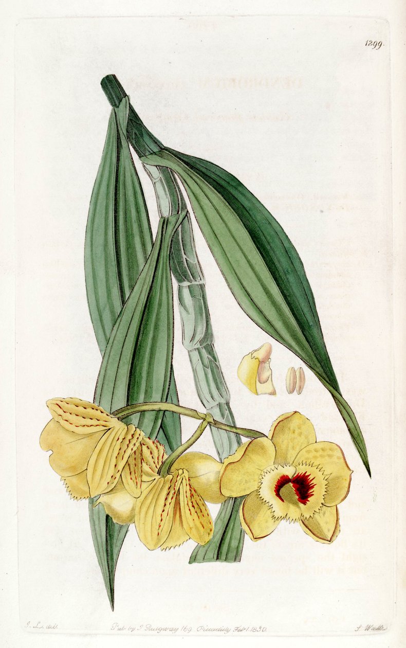 Dendrobium chrysanthum od John Lindley