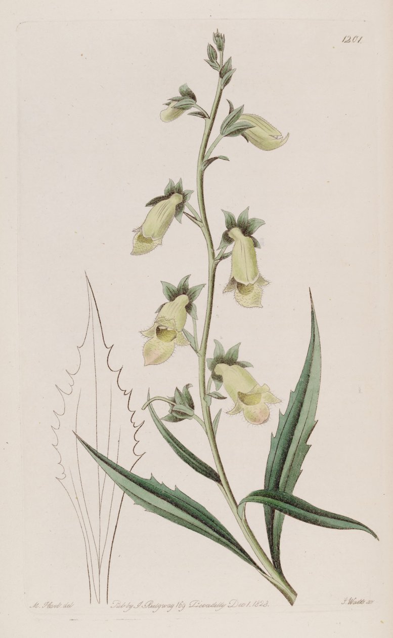Digitalis obscura subsp. laciniata od John Lindley