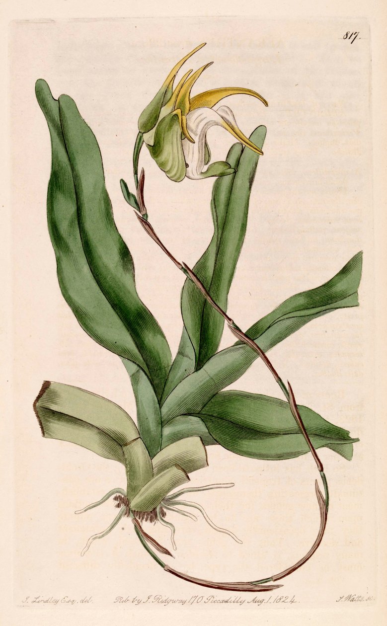 Ilustrace Aeranthes grandiflora od John Lindley