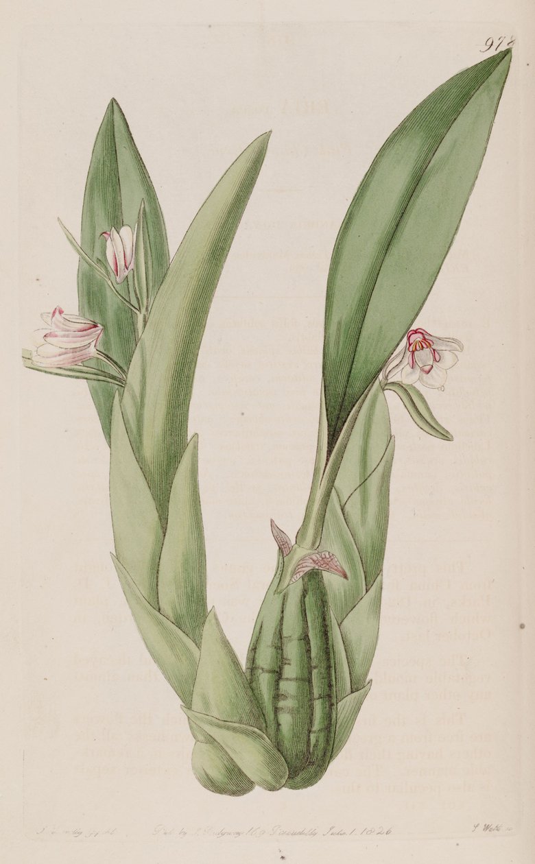 Ilustrace Eria rosea od John Lindley
