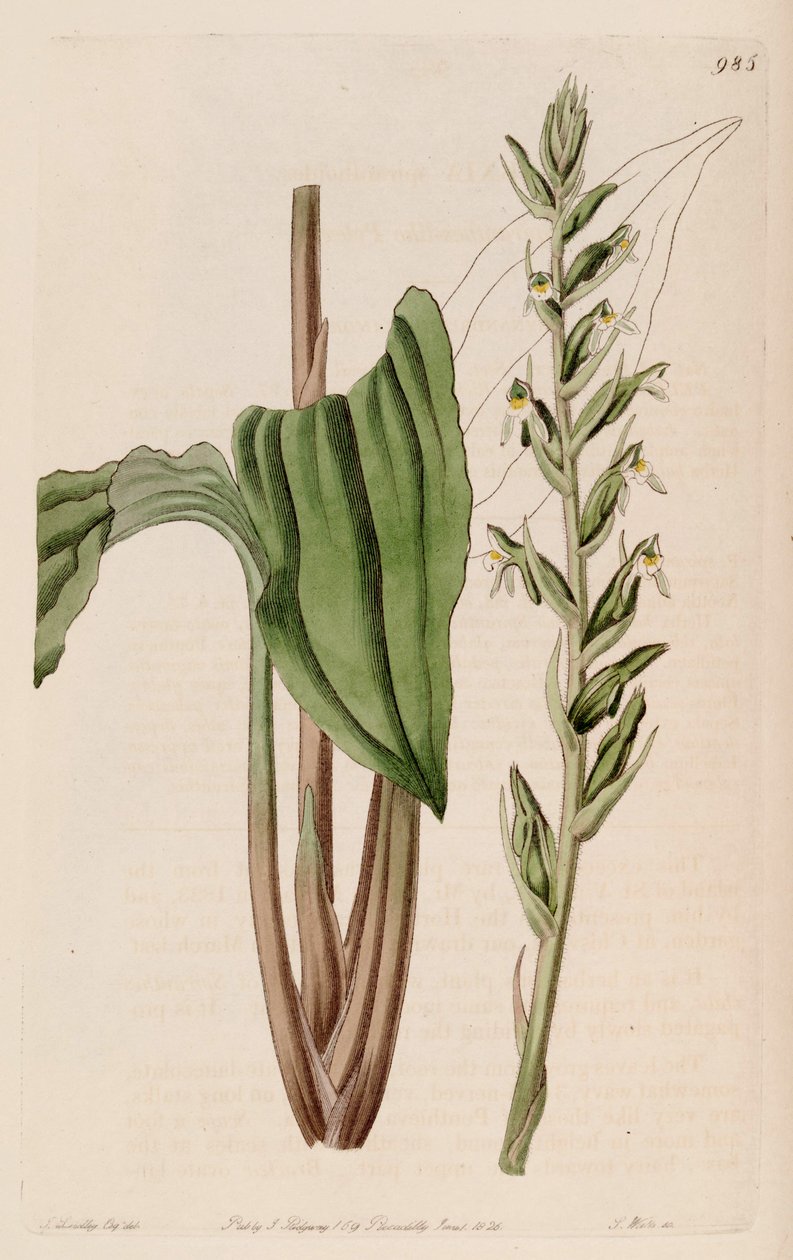 Ilustrace Pelexia adnata (jako syn. Pelexia spiranthoides) od John Lindley