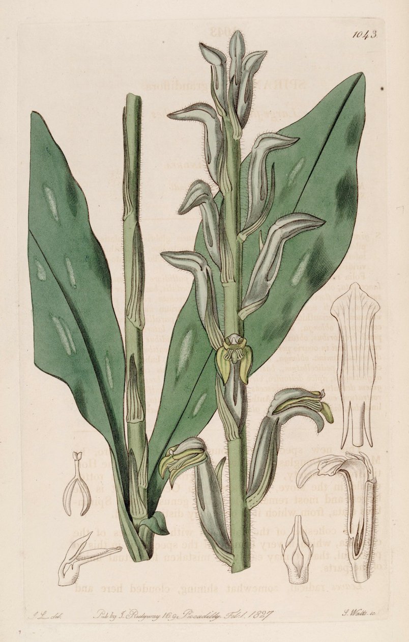 Ilustrace Sarcoglottis grandiflora (jako syn. Spiranthes grandiflora) od John Lindley