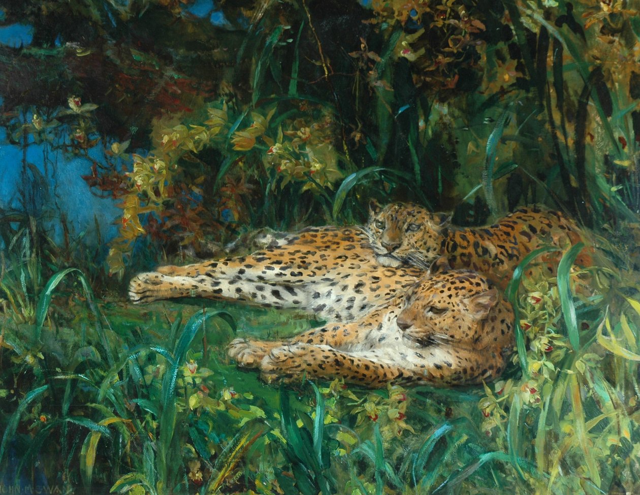 Indičtí leopardi od John Macallan Swan