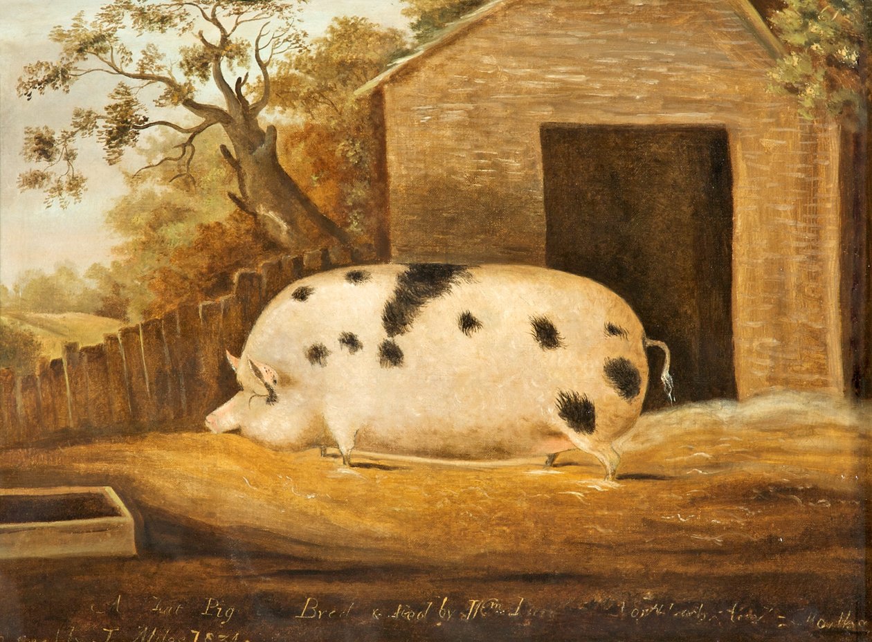 Gloucester Old Spot Pig, 1834 od John Miles of Northleach