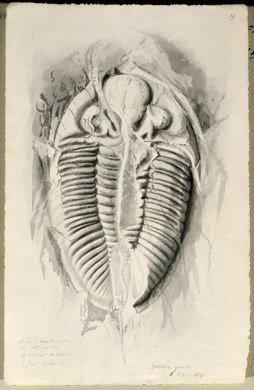 Trilobit ze Zlatého háje, 6. listopadu 1841 od John Phillips