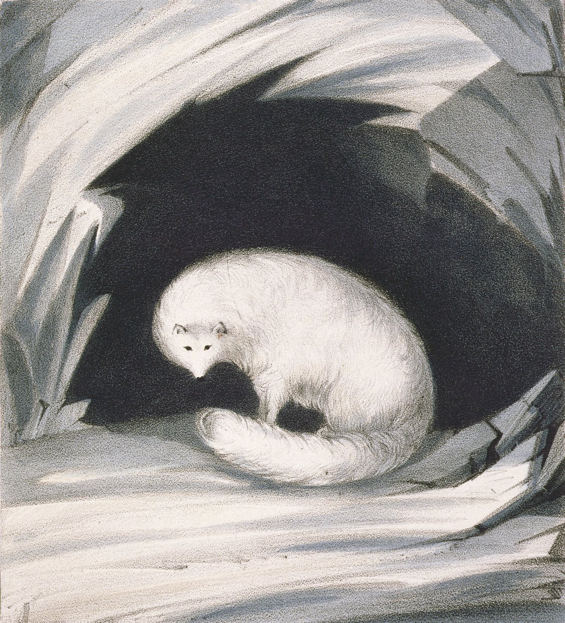 Arctic Fox, z „Příběhu o druhé plavbě při hledání severozápadního průchodu (1829-33)“, od Sira Johna Rosse (1777-1836), vyryl John Brandard (1812-63) od John Ross