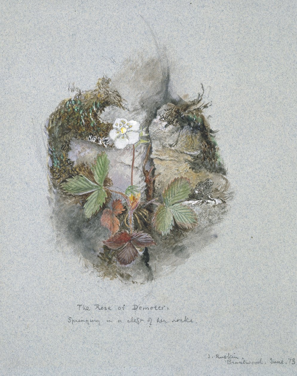 A Wild Strawberry Plant, 5. - 6. června 1873 (akvarel a tělová barva přes grafit na modrém tkaném papíře) od John Ruskin