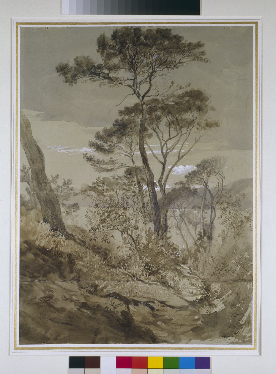 Kamenné borovice u Sestri, Janovský záliv, 30. dubna 1845 (tužka s perokresbami a bílým lakem na papíře) od John Ruskin