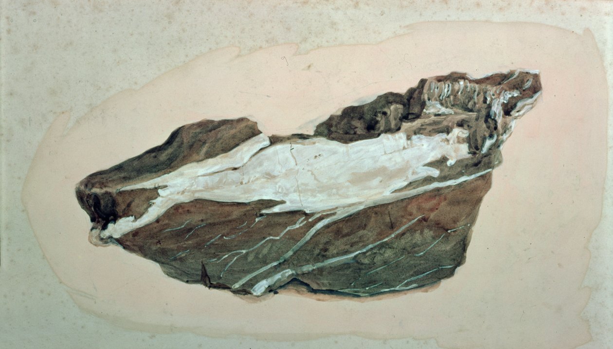 Studium horniny s žilkováním křemene, 19. století od John Ruskin