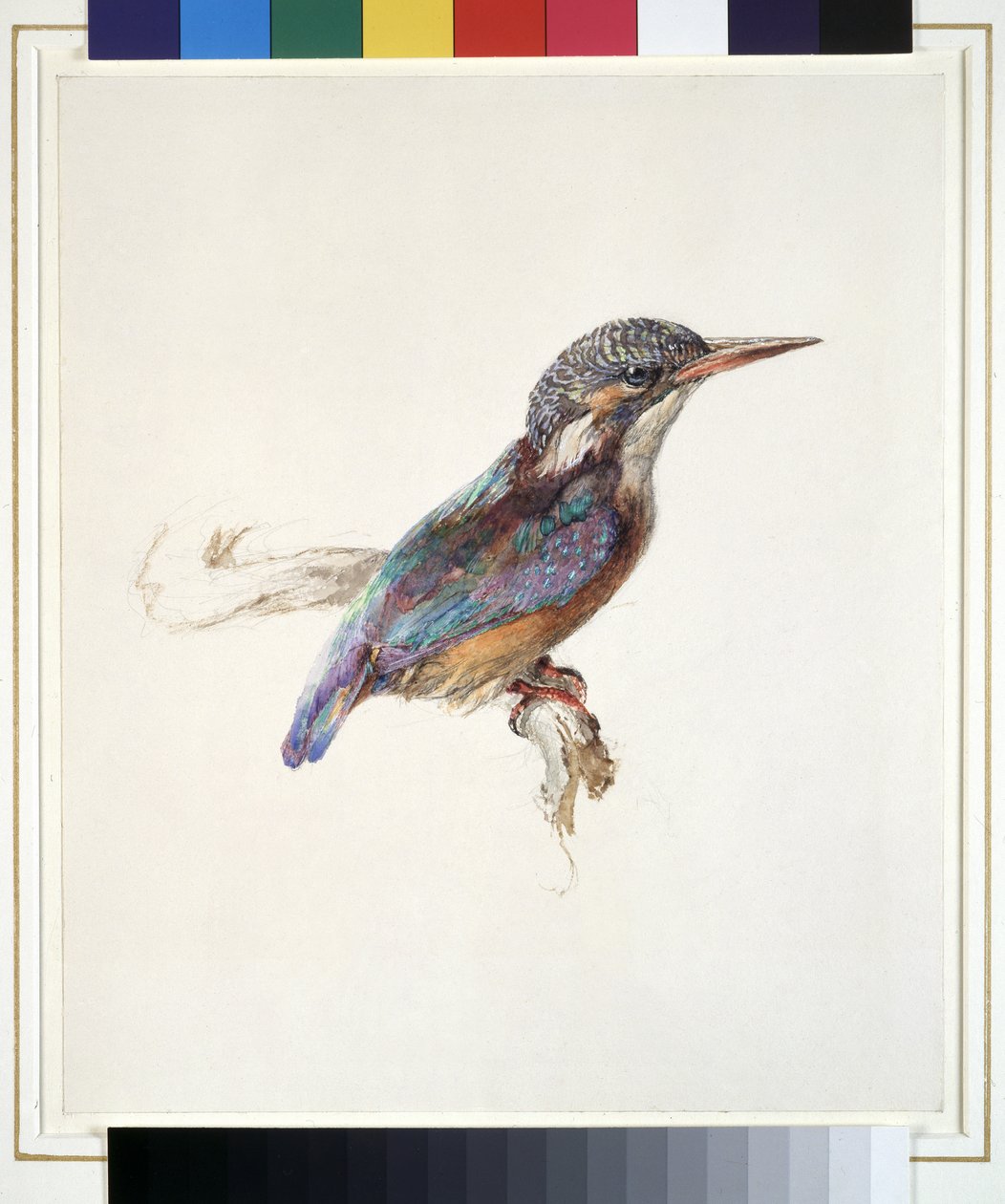 Studie ledňáčka, s dominantním odkazem na barvu, pravděpodobně říjen 1871 (akvarel a tělová barva nad grafitem na tkaném papíře) od John Ruskin