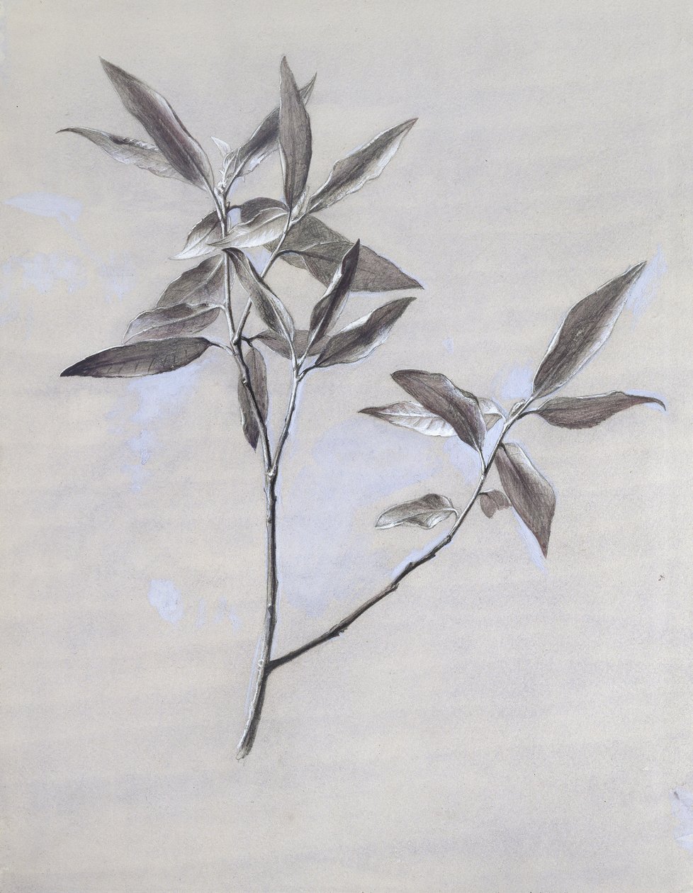 Pod povrchem sušeného olivového spreje, shromážděného ve Veroně po roce 1878 (akvarel a tělová barva přes grafit na tkaném papíře) od John Ruskin