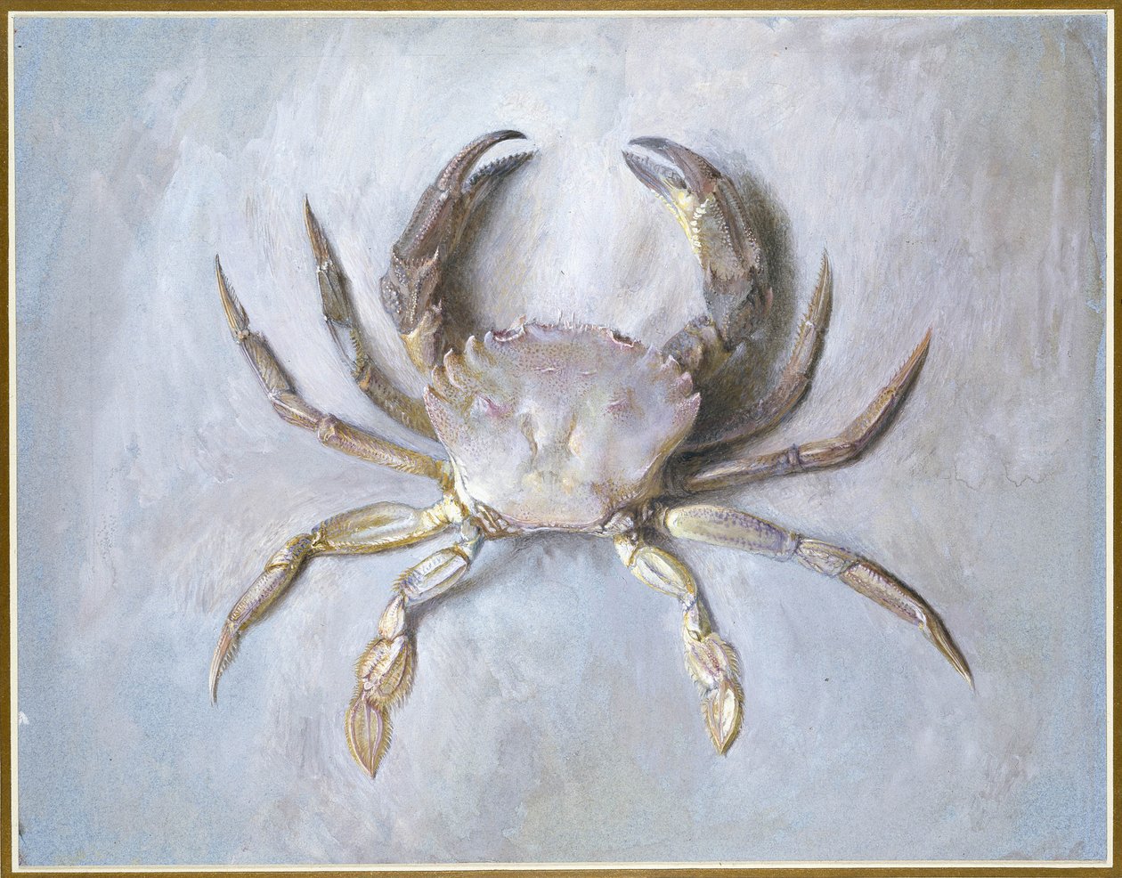 Velvet Crab, 1870-1 (wc přes tužku na papíře) od John Ruskin