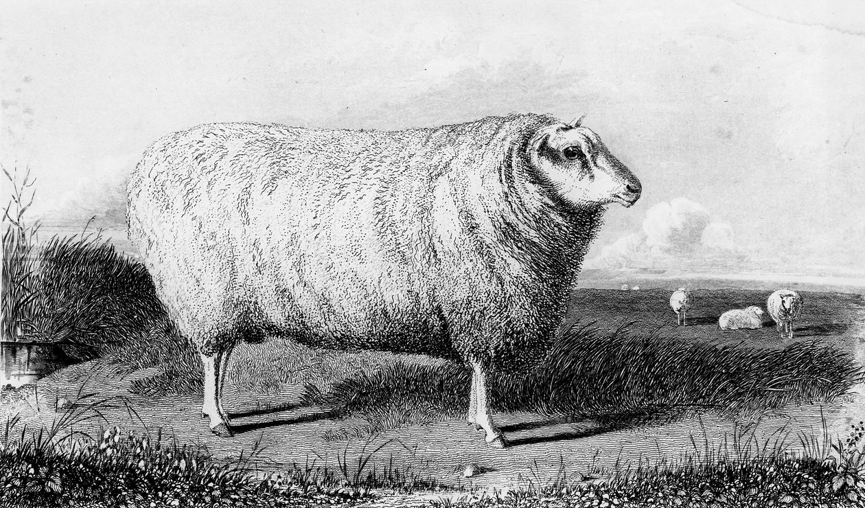 Leicester Tup, vyryl Thomas Landseer od John Sheriff