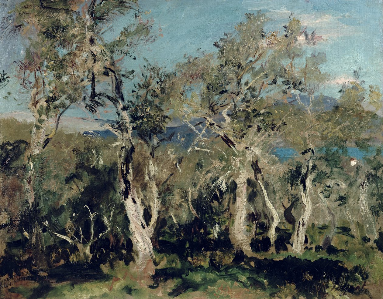 Olivy, Korfu, 1912 od John Singer Sargent