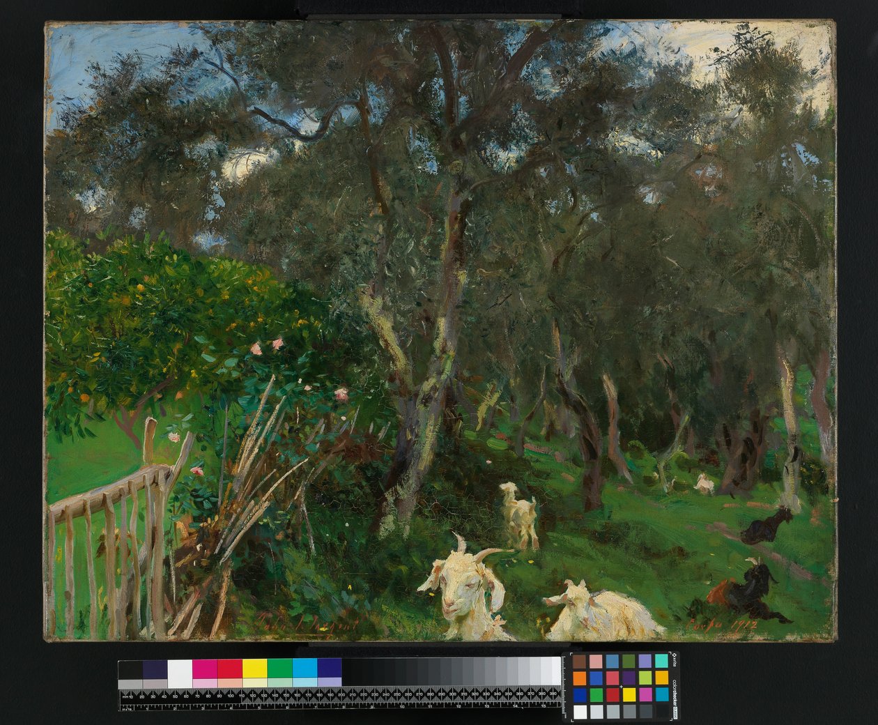 Olivy na Korfu, 1909 od John Singer Sargent