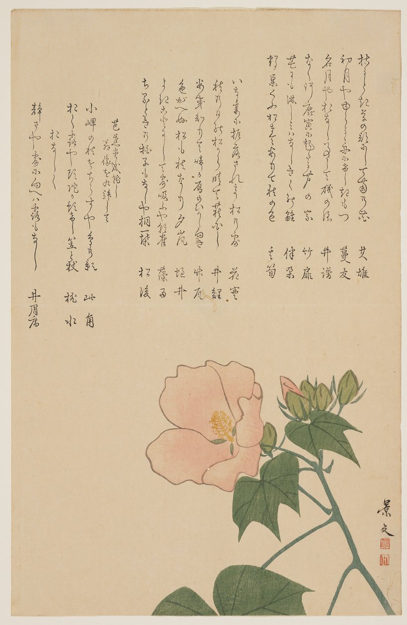 Confederate Rose, c. 1818-1829 od John Thomas Barber Beaumont