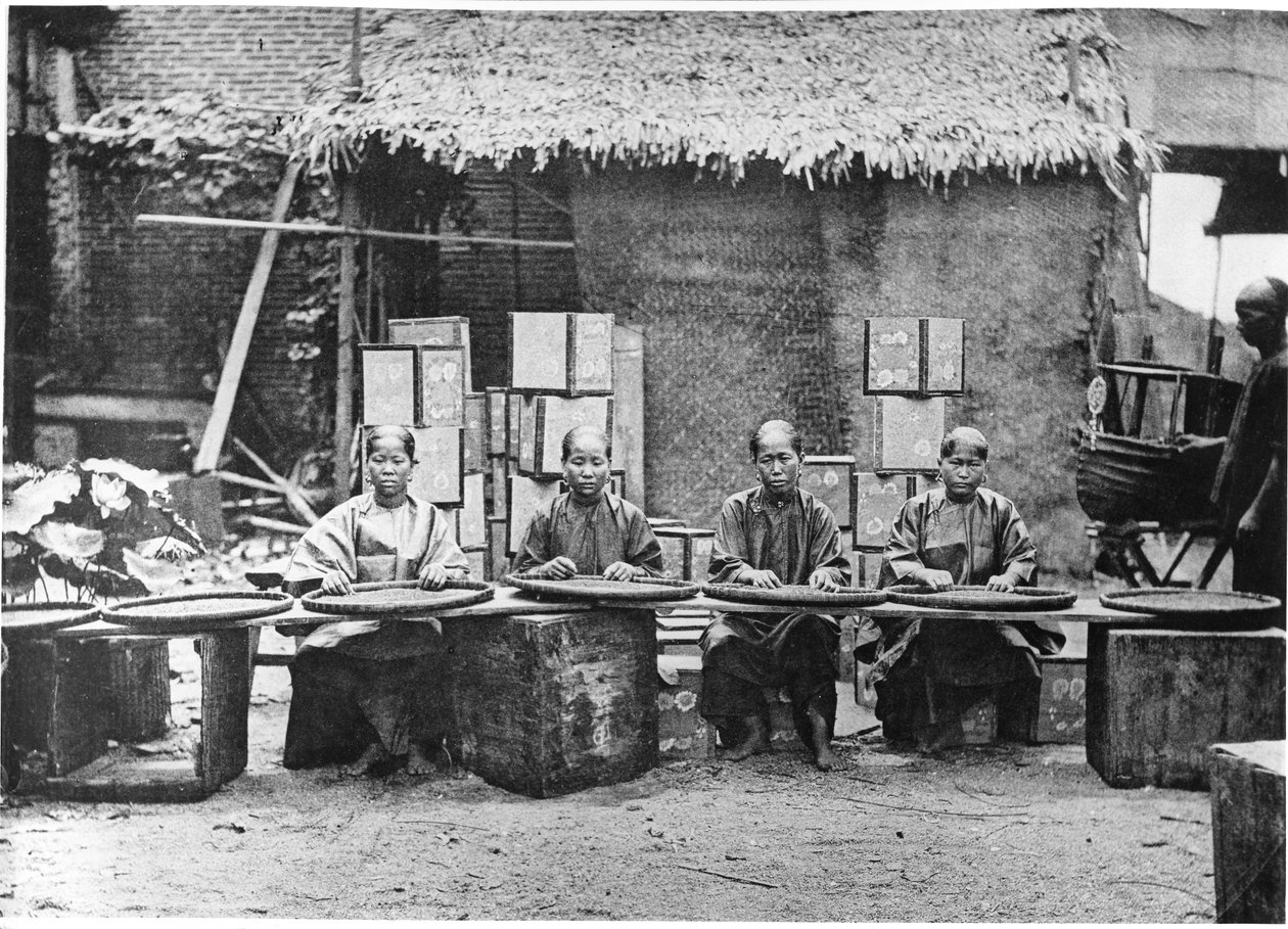 Sběr čaje v Kantonu, kolem roku 1872 od John Thomson